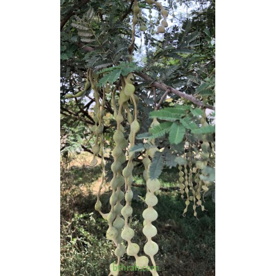 بذور شجرة القرض - Acacia arabica /Acacia nilotica