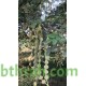 بذور شجرة القرض - Acacia arabica /Acacia nilotica