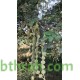 بذور شجرة القرض - Acacia arabica /Acacia nilotica بذور شجرة القرض - Acacia arabica /Acacia nilotica