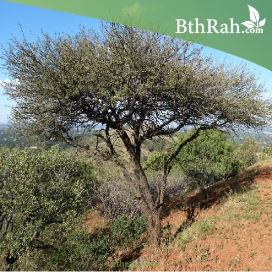 بذور شجرة القرض - Acacia arabica /Acacia nilotica