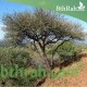 بذور شجرة القرض - Acacia arabica /Acacia nilotica