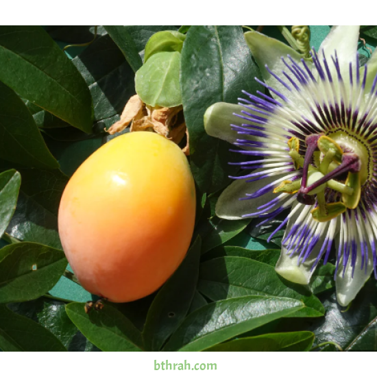 متسلقة زهرة الساعة - Passiflora caerulea