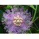 متسلقة زهرة الساعة - Passiflora caerulea متسلقة زهرة الساعة - Passiflora caerulea