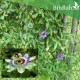 متسلقة زهرة الساعة - Passiflora caerulea