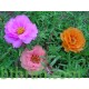 بذور زهور بورتولاكا - رجلة الزهور - portulaca grandiflora