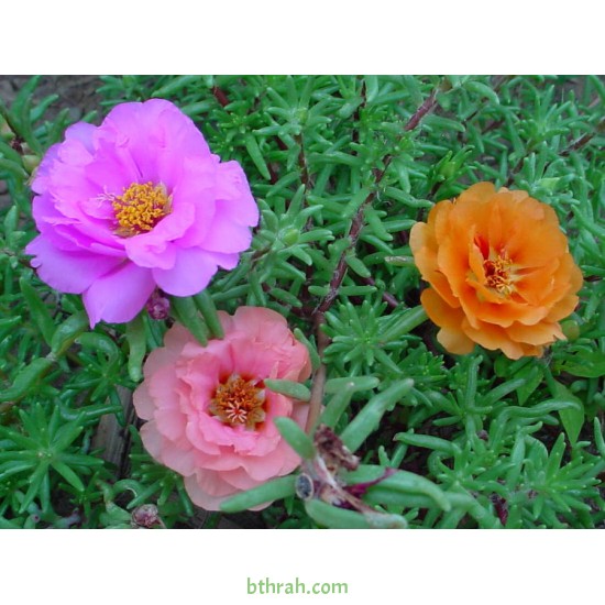 بورتولاكا (رجلة الزهور) portulaca grandiflora بورتولاكا (رجلة الزهور) portulaca grandiflora