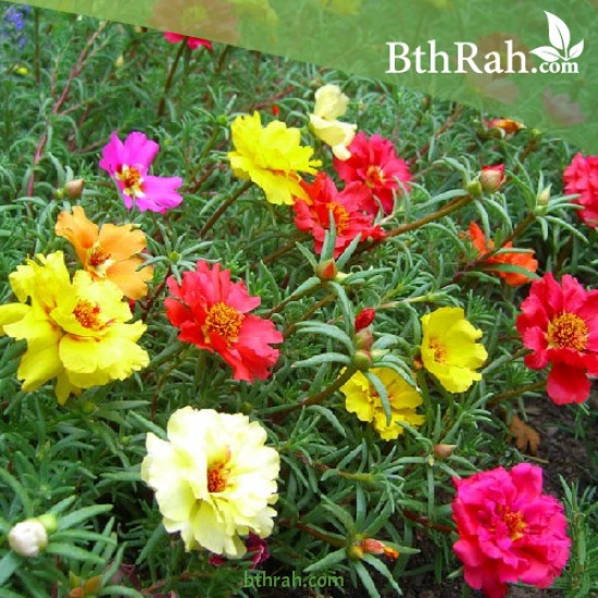 بورتولاكا (رجلة الزهور) portulaca grandiflora بورتولاكا (رجلة الزهور) portulaca grandiflora