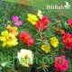 بذور زهور بورتولاكا - رجلة الزهور - portulaca grandiflora