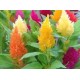 زهور عرف الديك مخلوط - Celosia Argenta زهور عرف الديك مخلوط - Celosia Argenta