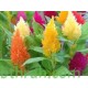 بذور زهور عرف الديك مخلوط - Celosia Argenta بذور زهور عرف الديك مخلوط - Celosia Argenta