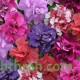 بذور زهور البتونيا (الوان متعددة) Petunia hybrida بذور زهور البتونيا (الوان متعددة) Petunia hybrida