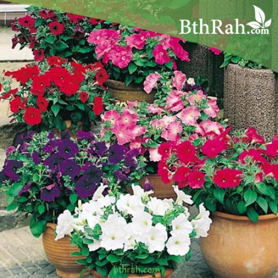 بذور زهور البتونيا (الوان متعددة) Petunia hybrida بذور زهور البتونيا (الوان متعددة) Petunia hybrida
