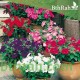 بذور زهور البتونيا (الوان متعددة) Petunia hybrida بذور زهور البتونيا (الوان متعددة) Petunia hybrida