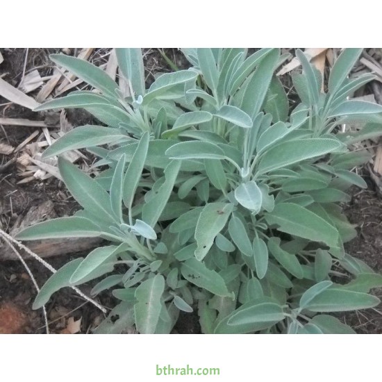 بذور عشبة المرامية (مريميّة) ( Salvia officinalis)