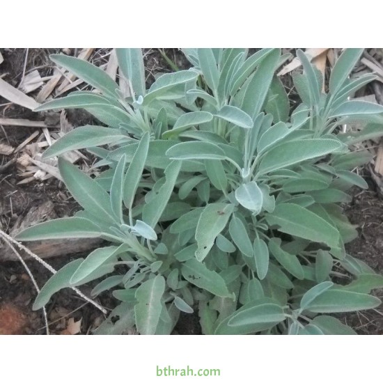 بذور عشبة المرامية (مريميّة) ( Salvia officinalis) بذور عشبة المرامية (مريميّة) ( Salvia officinalis)