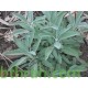 بذور عشبة المرامية (مريميّة) ( Salvia officinalis) بذور عشبة المرامية (مريميّة) ( Salvia officinalis)