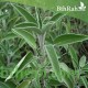 بذور عشبة المرامية (مريميّة) ( Salvia officinalis) بذور عشبة المرامية (مريميّة) ( Salvia officinalis)