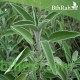 بذور عشبة المرامية (مريميّة) ( Salvia officinalis)