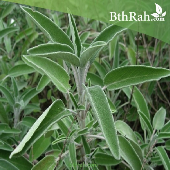 بذور عشبة المرامية (مريميّة) ( Salvia officinalis) بذور عشبة المرامية (مريميّة) ( Salvia officinalis)
