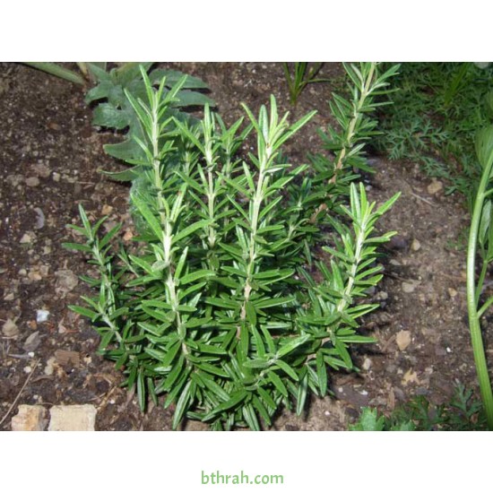 بذور عشبة اكليل الجبل (Rosmarinus officinalis) بذور عشبة اكليل الجبل (Rosmarinus officinalis)