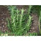 بذور عشبة اكليل الجبل (Rosmarinus officinalis) بذور عشبة اكليل الجبل (Rosmarinus officinalis)
