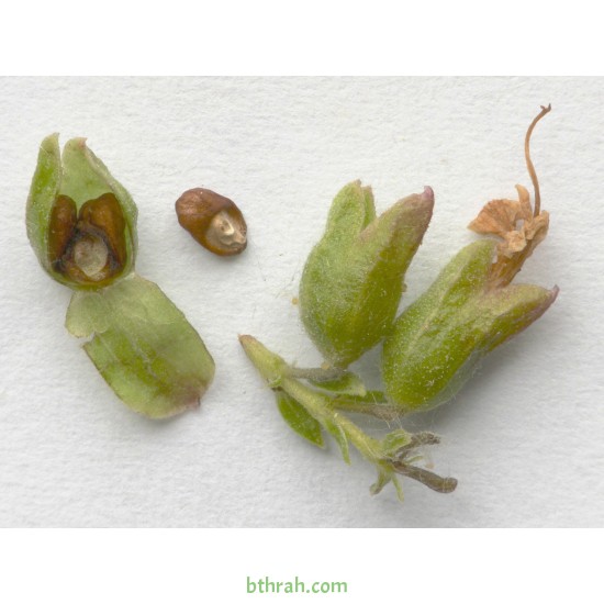 بذور عشبة اكليل الجبل (Rosmarinus officinalis) بذور عشبة اكليل الجبل (Rosmarinus officinalis)