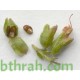بذور عشبة اكليل الجبل (Rosmarinus officinalis) بذور عشبة اكليل الجبل (Rosmarinus officinalis)