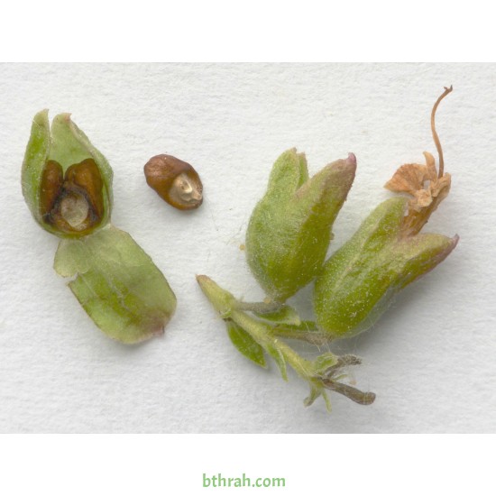 بذور عشبة اكليل الجبل (Rosmarinus officinalis) بذور عشبة اكليل الجبل (Rosmarinus officinalis)