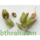 بذور عشبة اكليل الجبل (Rosmarinus officinalis) بذور عشبة اكليل الجبل (Rosmarinus officinalis)