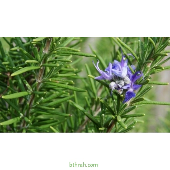 بذور عشبة اكليل الجبل (Rosmarinus officinalis) بذور عشبة اكليل الجبل (Rosmarinus officinalis)