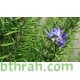بذور عشبة اكليل الجبل (Rosmarinus officinalis) بذور عشبة اكليل الجبل (Rosmarinus officinalis)
