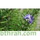 بذور عشبة اكليل الجبل (Rosmarinus officinalis) بذور عشبة اكليل الجبل (Rosmarinus officinalis)