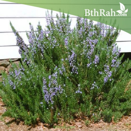 بذور عشبة اكليل الجبل (Rosmarinus officinalis) بذور عشبة اكليل الجبل (Rosmarinus officinalis)