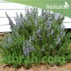 بذور عشبة اكليل الجبل (Rosmarinus officinalis) بذور عشبة اكليل الجبل (Rosmarinus officinalis)