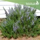 بذور عشبة اكليل الجبل (Rosmarinus officinalis) بذور عشبة اكليل الجبل (Rosmarinus officinalis)