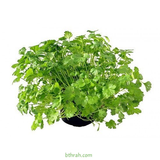 بذور الكزبرة (Coriandrum sativum) بذور الكزبرة (Coriandrum sativum)