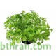بذور الكزبرة (Coriandrum sativum) بذور الكزبرة (Coriandrum sativum)