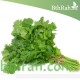 بذور الكزبرة (Coriandrum sativum) بذور الكزبرة (Coriandrum sativum)