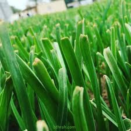 بذور كراث - Allium ampeloprasum var. porrum بذور كراث - Allium ampeloprasum var. porrum