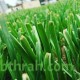 بذور كراث - Allium ampeloprasum var. porrum بذور كراث - Allium ampeloprasum var. porrum