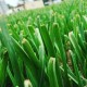 بذور كراث - Allium ampeloprasum var. porrum بذور كراث - Allium ampeloprasum var. porrum