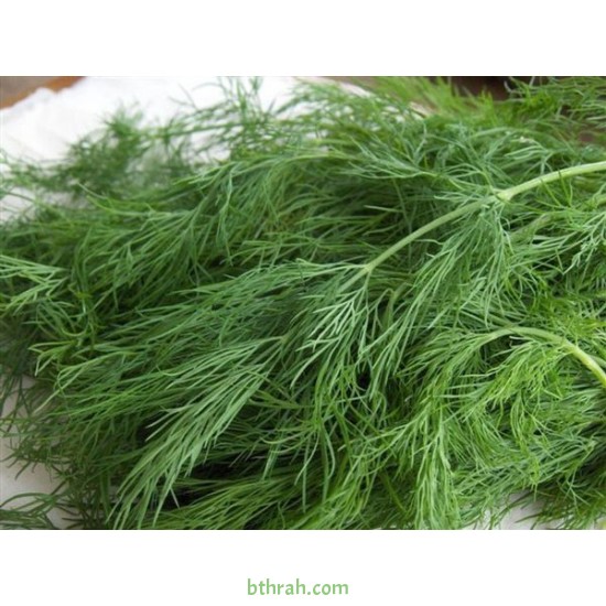 بذور الشبث - Anethum graveolens بذور الشبث - Anethum graveolens
