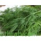 بذور الشبث - Anethum graveolens بذور الشبث - Anethum graveolens