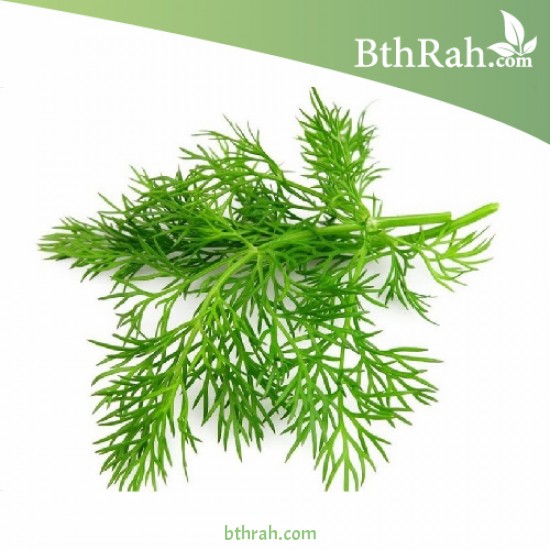 بذور الشبث - Anethum graveolens بذور الشبث - Anethum graveolens