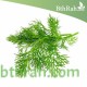 بذور الشبث - Anethum graveolens بذور الشبث - Anethum graveolens