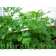 بذور البقدونس - Petroselinum crispum بذور البقدونس - Petroselinum crispum