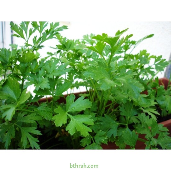 بذور البقدونس - Petroselinum crispum