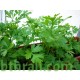 بذور البقدونس - Petroselinum crispum بذور البقدونس - Petroselinum crispum