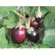 بذور الباذنجان - Solanum melongena بذور الباذنجان - Solanum melongena