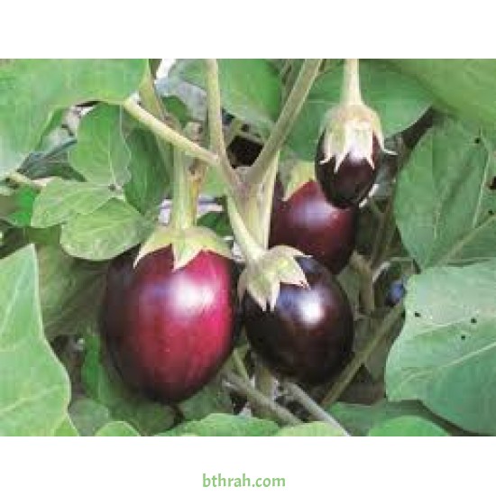 بذور الباذنجان - Solanum melongena
